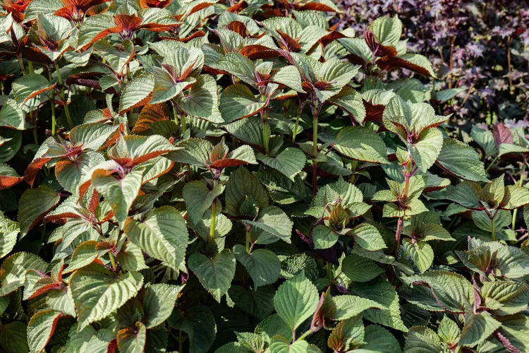 légumes bio restaurant Bruxelles
shiso bio