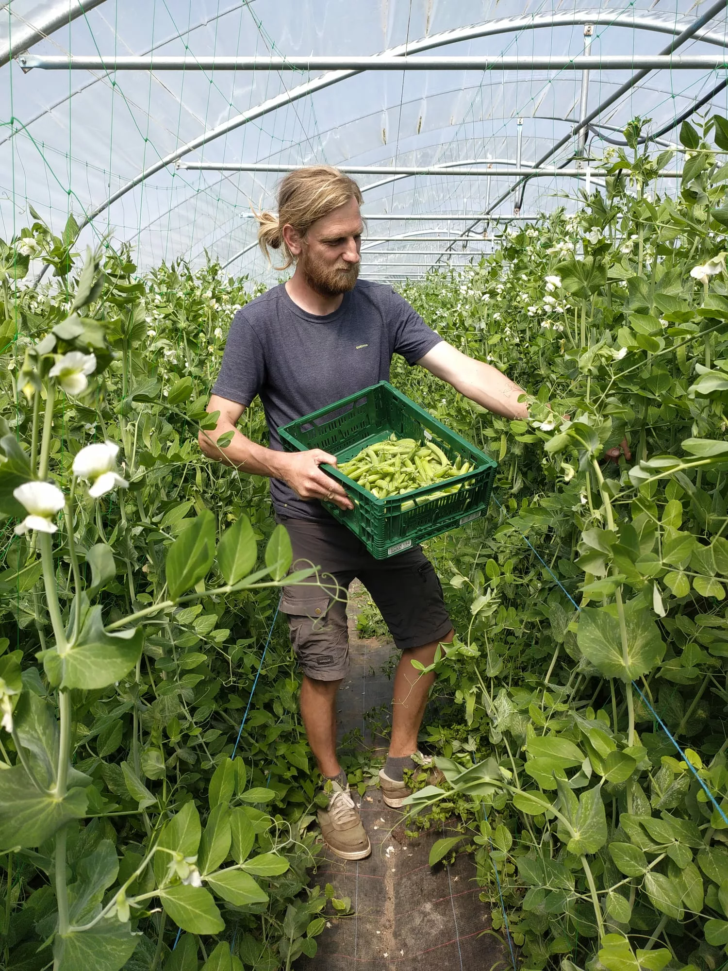 maraîcher bio Bruxelles légumes de saison Herbéa